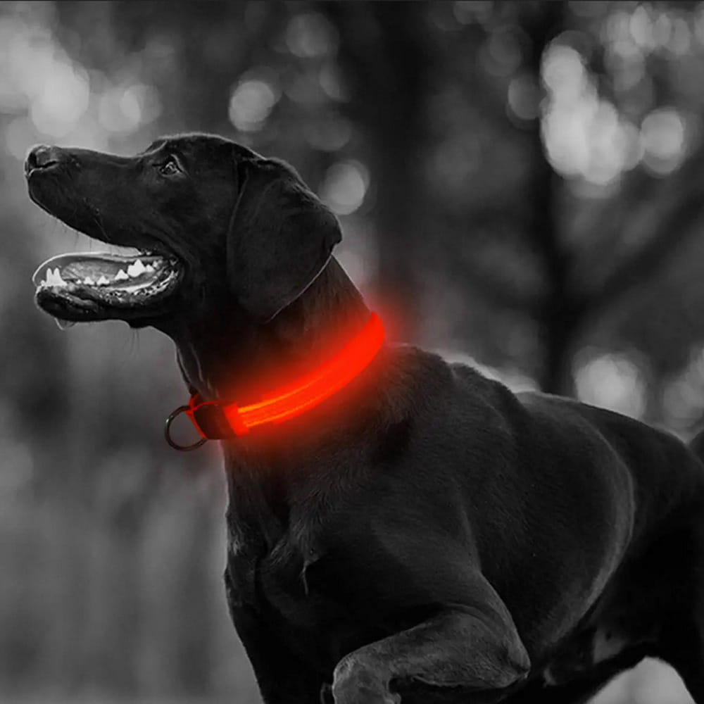 Obroża LED dla Psa i Kota Świecąca w Ciemności Regulowana Czerwona 59cm